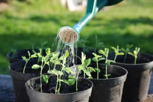 Watering Sweatpea Seedlings